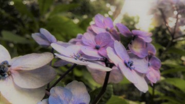 IMG_20170727_143807 (2)