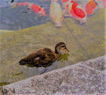 IMG_20170727_171257 (2)